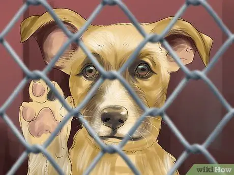 Понять динамику стай собак Шаг 9