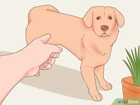 Не позволяйте собаке есть траву Шаг 11