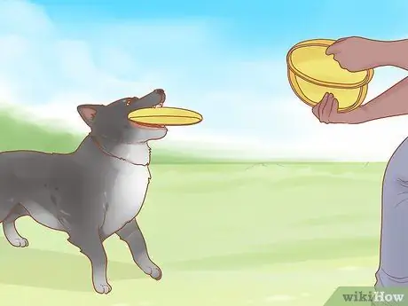 Не позволяйте собаке есть траву Шаг 6