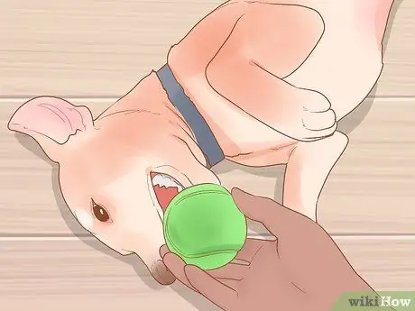 Не позволяйте собаке есть траву Шаг 7