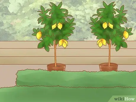 Не позволяйте собаке есть траву Шаг 9