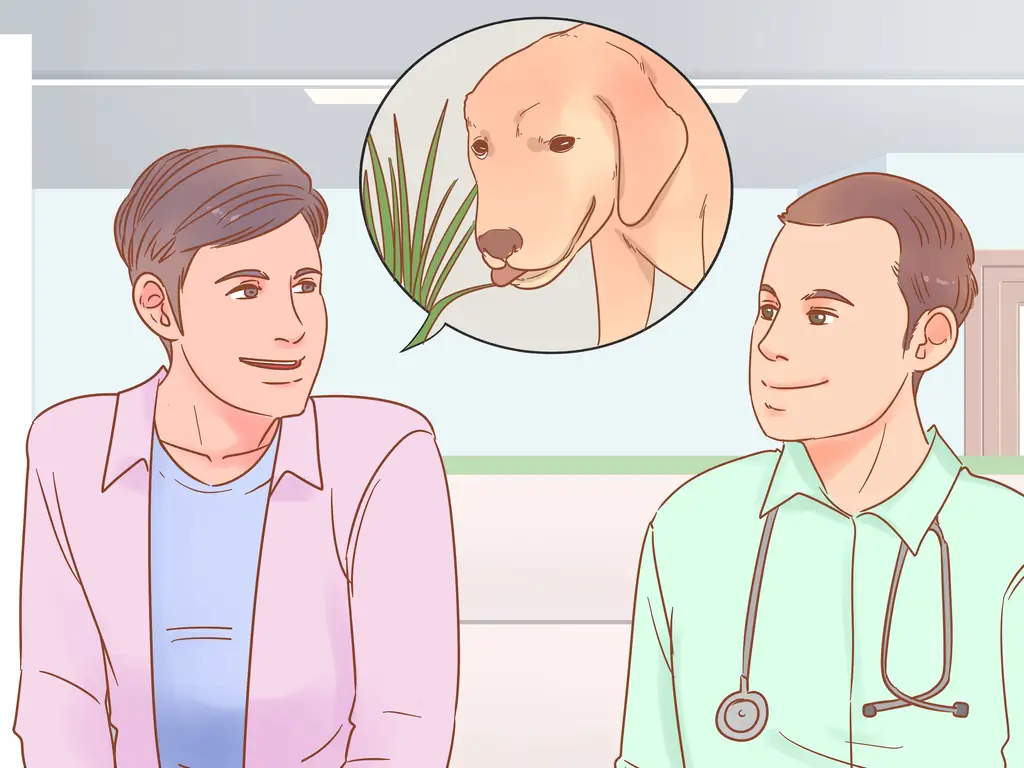 3 способа отговорить вашу собаку есть траву