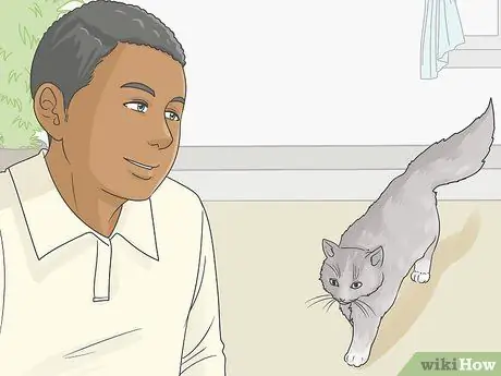 Помогите кошке справиться с тревогой Шаг 12