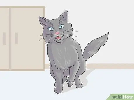 Помогите кошке справиться с тревогой Шаг 15