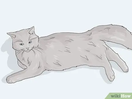 Помогите кошке справиться с тревогой Шаг 17