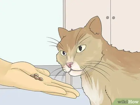 Помогите кошке справиться с тревогой Шаг 6