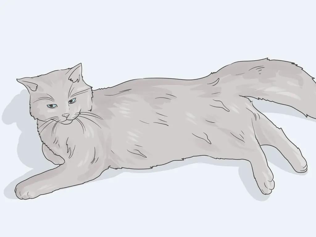 3 простых способа помочь кошке с тревогой