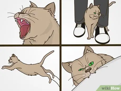 Работа с поведением, привлекающим внимание, у кошек, шаг 1