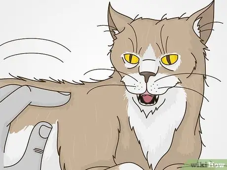 Работа с поведением, привлекающим внимание, у кошек, шаг 3