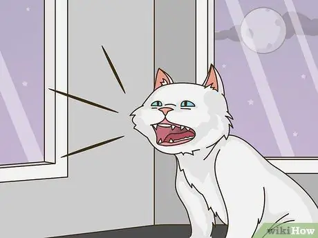 Разобраться с поведением привлечения внимания у кошек Шаг 4