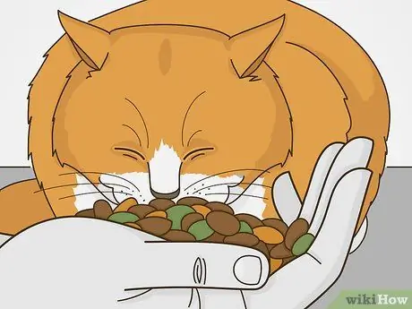 Как справиться с обращением внимания на кошек Шаг 7