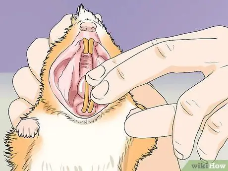 Точечная болезнь у хомяков Шаг 16