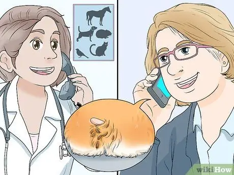 Точечная болезнь у хомяков Шаг 6