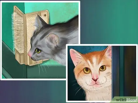 Справиться с когнитивными расстройствами у кошек Шаг 1