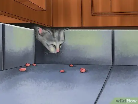 Как справиться с когнитивными расстройствами у кошек Шаг 10