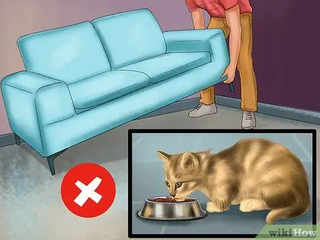 Как справиться с когнитивными расстройствами у кошек Шаг 12