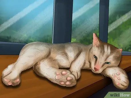 Справиться с когнитивными расстройствами у кошек Шаг 3