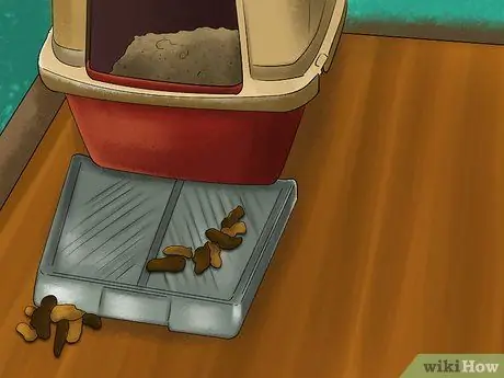 Справиться с когнитивными расстройствами у кошек Шаг 4