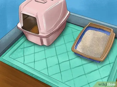 Как справиться с когнитивными расстройствами у кошек Шаг 9