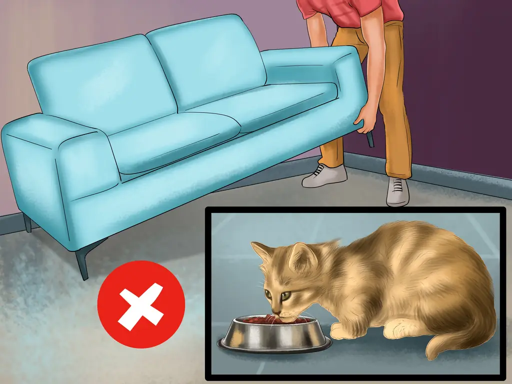 3 способа справиться с когнитивными расстройствами у кошек