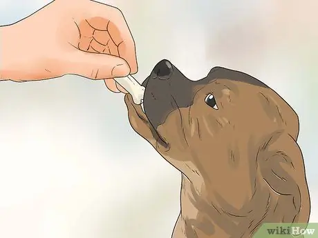 Реабилитировать слишком застенчивую собаку Шаг 12