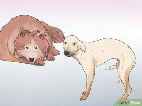 Реабилитировать слишком застенчивую собаку Шаг 2