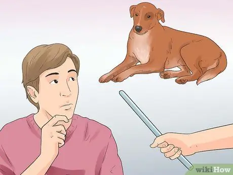 Реабилитировать слишком застенчивую собаку Шаг 3