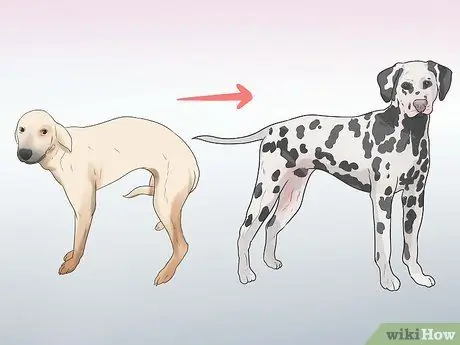 Реабилитировать слишком застенчивую собаку Шаг 5