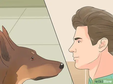 Реабилитировать слишком застенчивую собаку Шаг 7