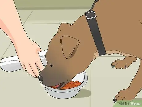 Реабилитировать слишком застенчивую собаку Шаг 8