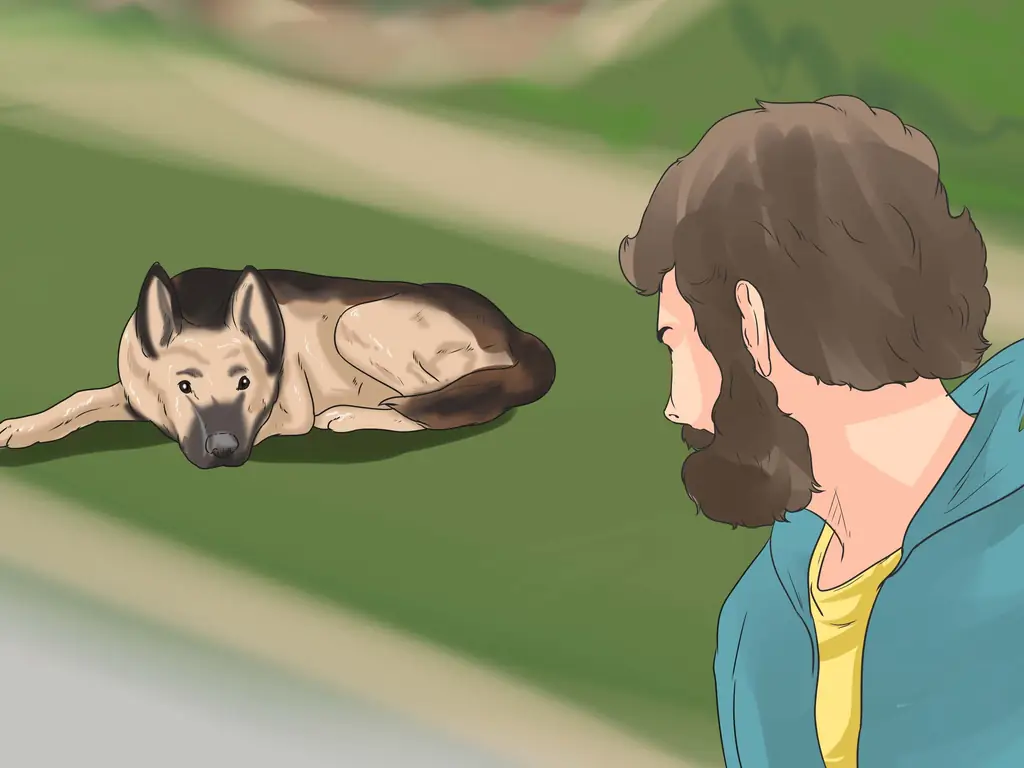 3 способа реабилитации слишком застенчивой собаки