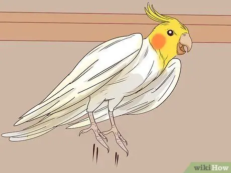 Разбираемся с жестами кореллы, шаг 11