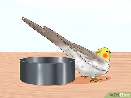 Как определить, является ли корелла мужчиной или женщиной Шаг 11