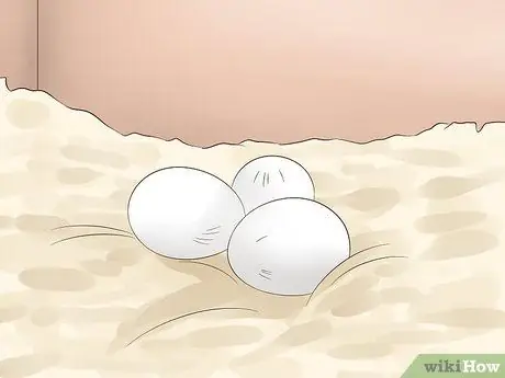 Как определить, является ли корелла мужчиной или женщиной Шаг 12