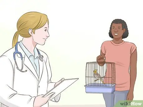 Как определить, является ли корелла мужчиной или женщиной Шаг 6