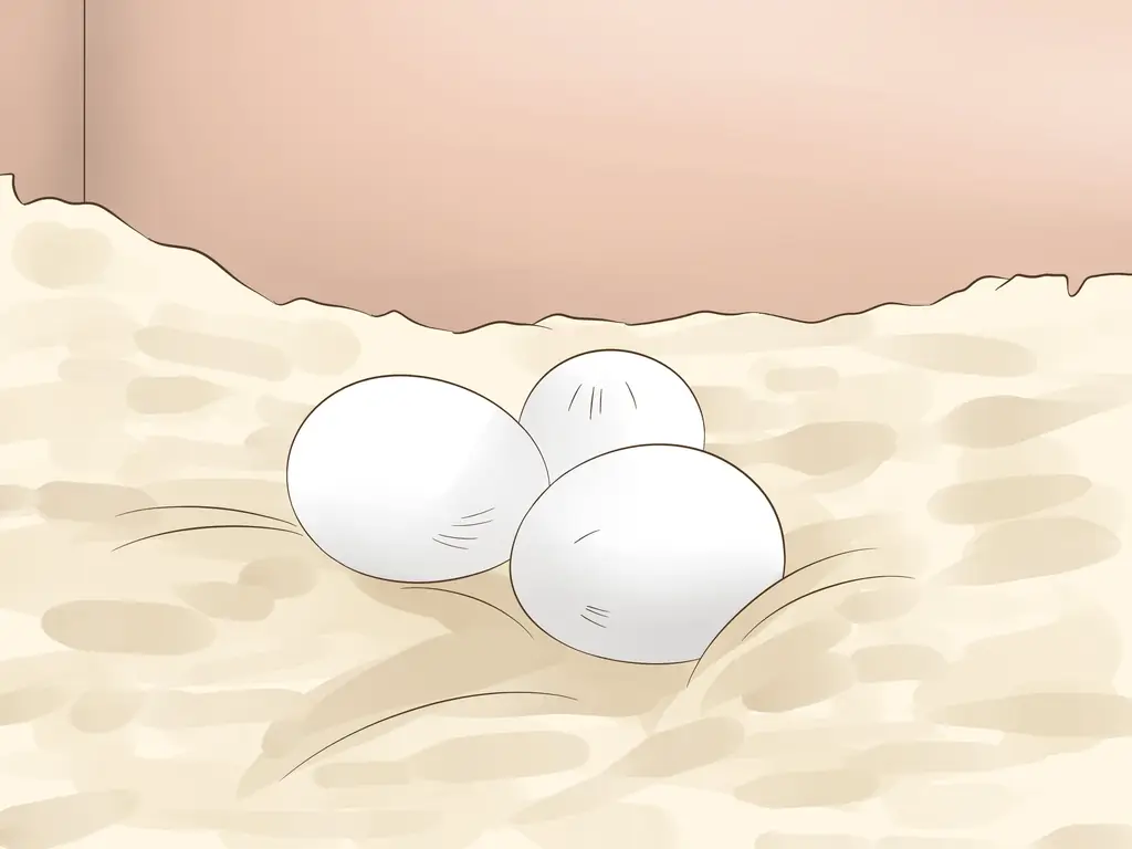 3 способа узнать, является ли корелла мужчиной или женщиной