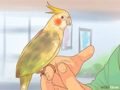 Держите свою корелла счастливой Шаг 11