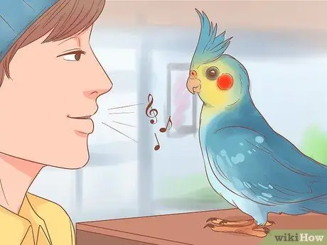 Держите свою корелла счастливой Шаг 12