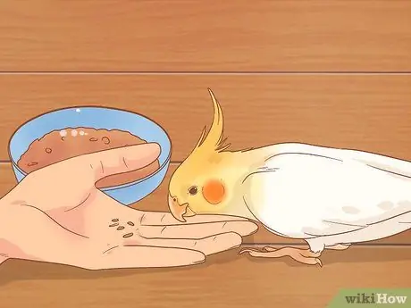 Держите свою корелла счастливой Шаг 5