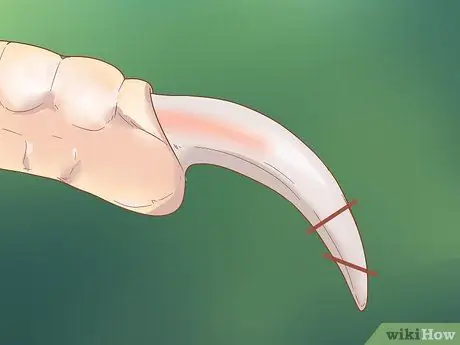 Держите свою корелу счастливой Шаг 8