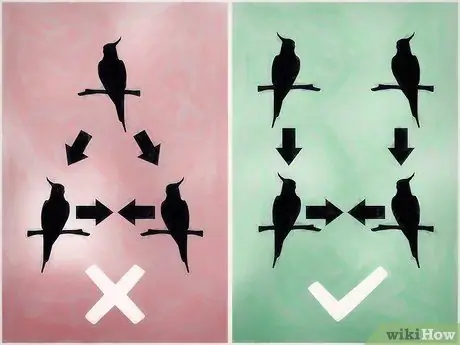 Порода корелл, шаг 2