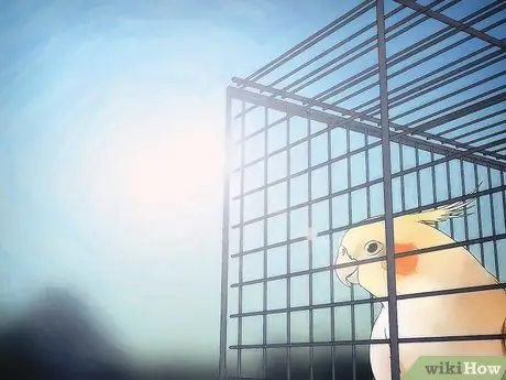 Порода Кореллы Шаг 5