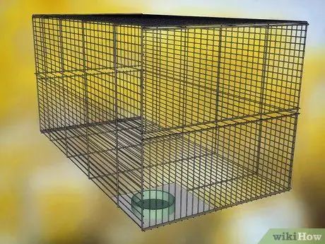 Порода Корелл Шаг 7