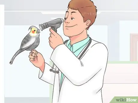 Лечить конъюнктивит у корелл Шаг 1