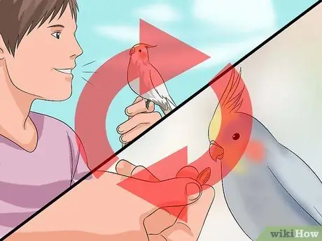 Приучите кореллу говорить. Шаг 8