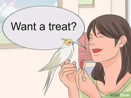 Приучите кореллу говорить. Шаг 9