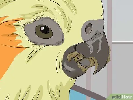 Выявление признаков болезни у кореллы Шаг 10