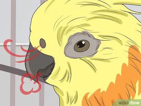 Выявление признаков болезни у кореллы Шаг 11