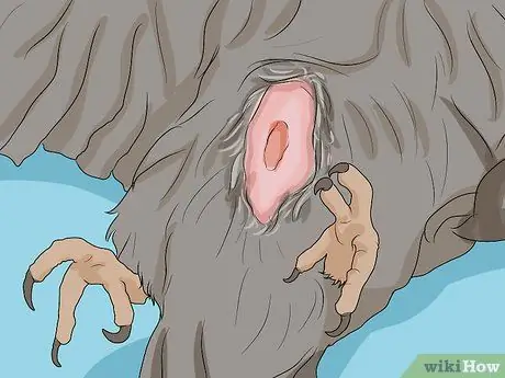 Выявление признаков болезни у кореллы Шаг 12