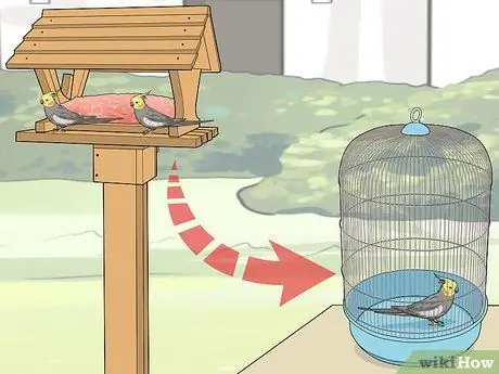 Выявление признаков болезни у кореллы Шаг 17